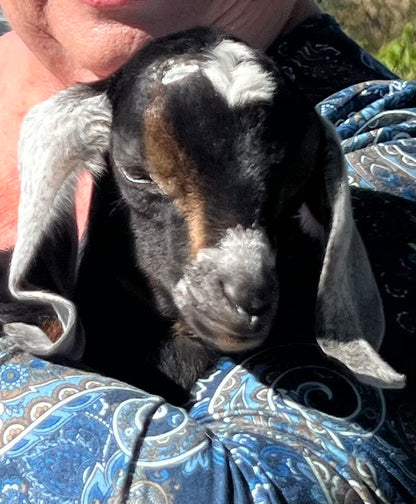 Goat Milk Soap